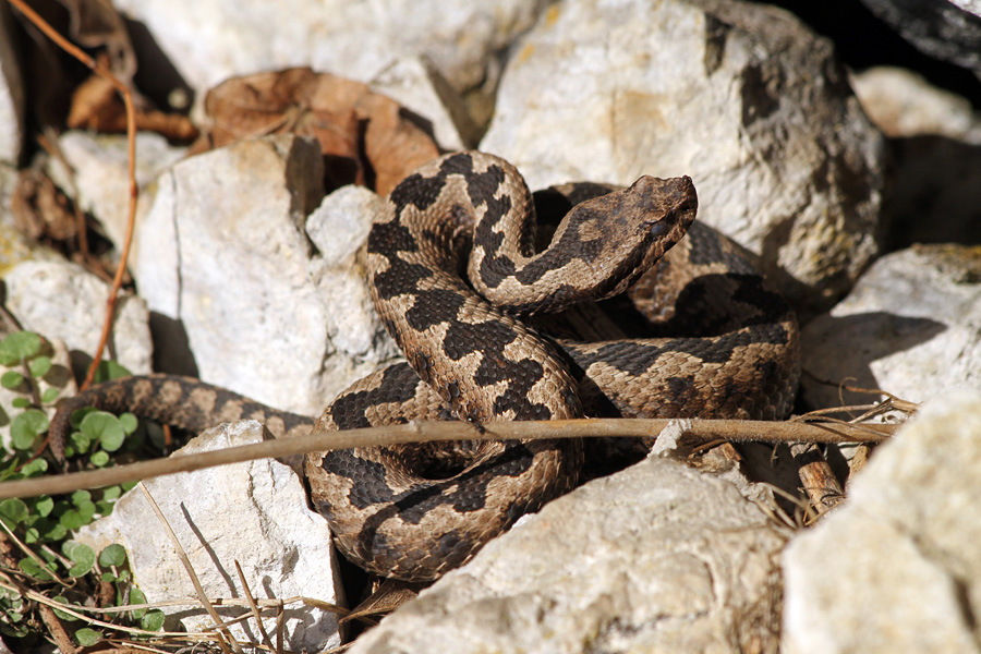 Modras I.
Nekaj slik modrasa.
Ključne besede: modras vipera ammodytes