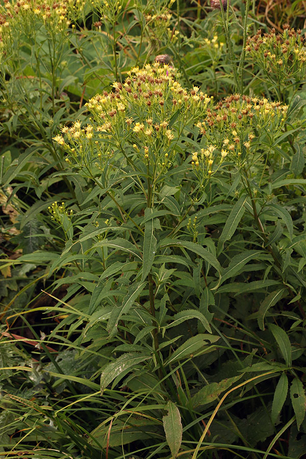 Cevastocvetni grint
Na Črni prsti.
Ključne besede: cevastocvetni grint senecio cacaliaster
