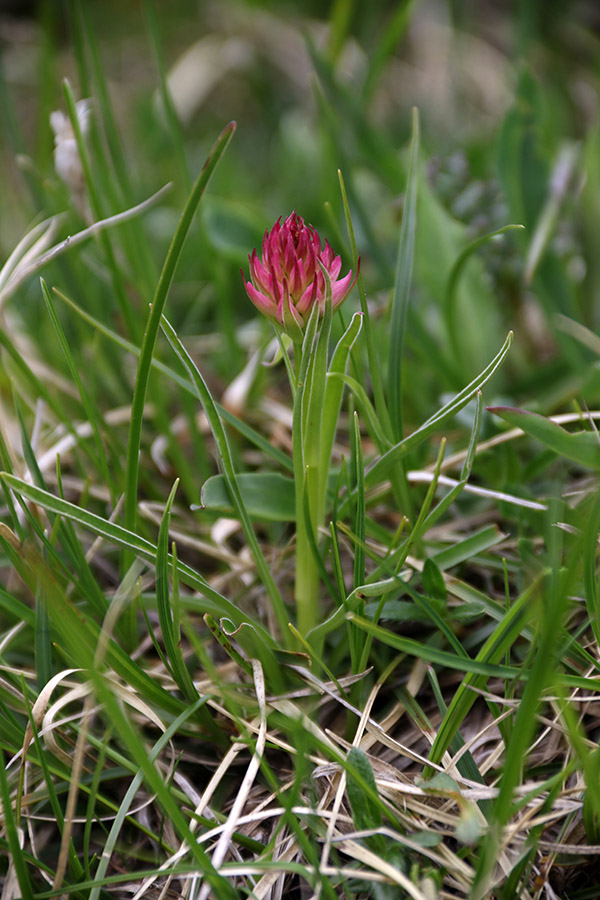 Widderova murka
Šele pričenjajo cveteti. Pod Velikim Draškim vrhom.
Ključne besede: widderova murka nigritella widderi