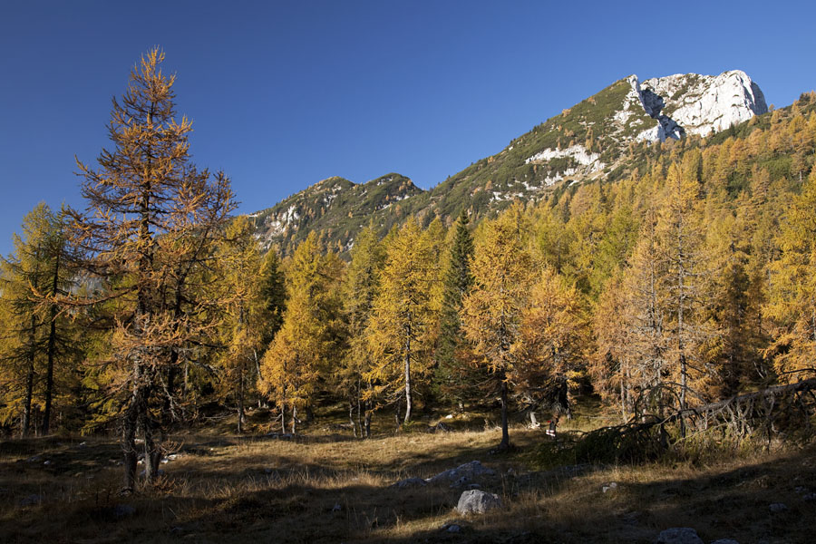 Svet macesnov II,
Jasa nad planino Klek, kjer se pot odcepi proti Debeli peči. Le ta se že vidi v ozadju.
Ključne besede: klek planina pokljuka debela peč