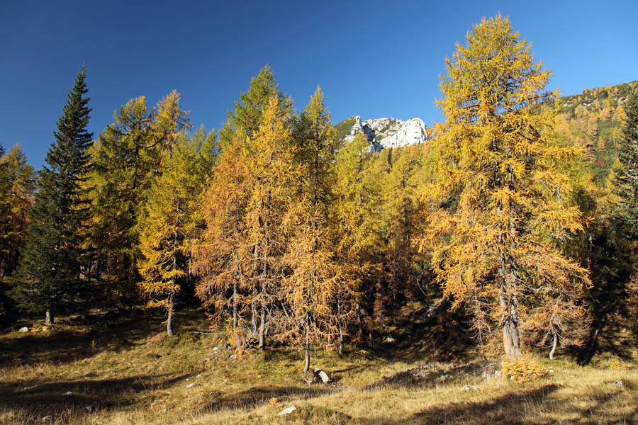 Svet macesnov III.
Na jasi nad planino Klek.
Ključne besede: klek planina pokljuka debela peč