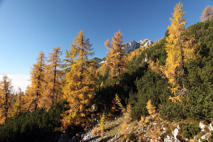 Svet macesnov IV.
Pot proti Debeli peči s planine Klek.
Ključne besede: klek planina pokljuka debela peč
