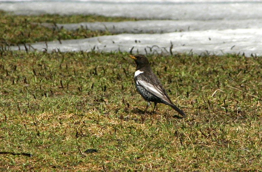 Komatar
Komatarja (Turdus torquatus) pa vidimo dokaj redko. Odličen pevec. Jelovica.
Ključne besede: komatar Turdus torquatus