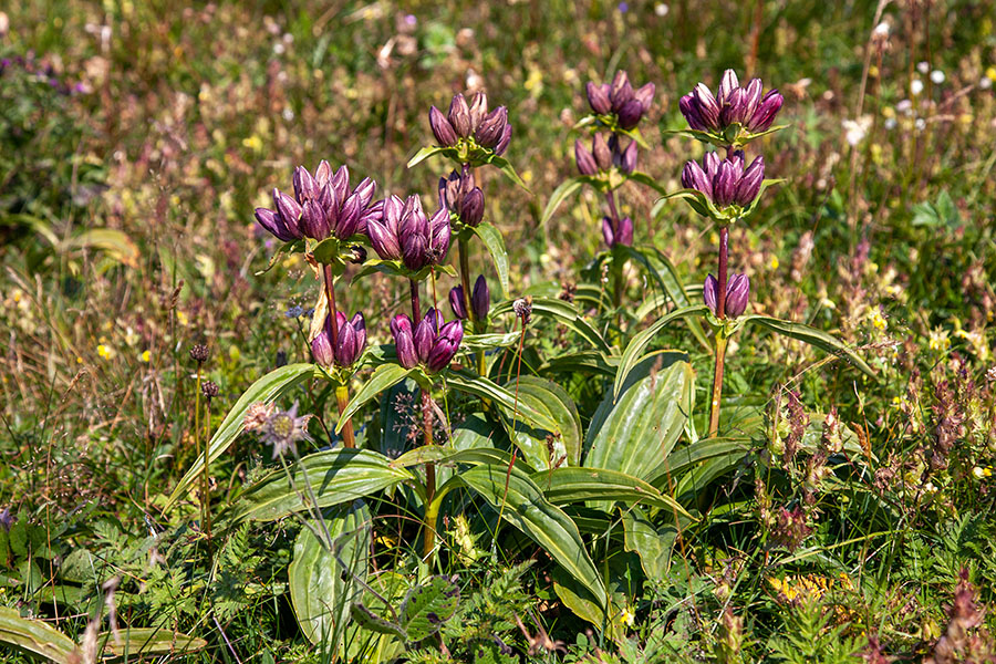 Panonski svišč
Panonski svišč na Črni prsti.
Ključne besede: panonski svišč gentiana pannonica