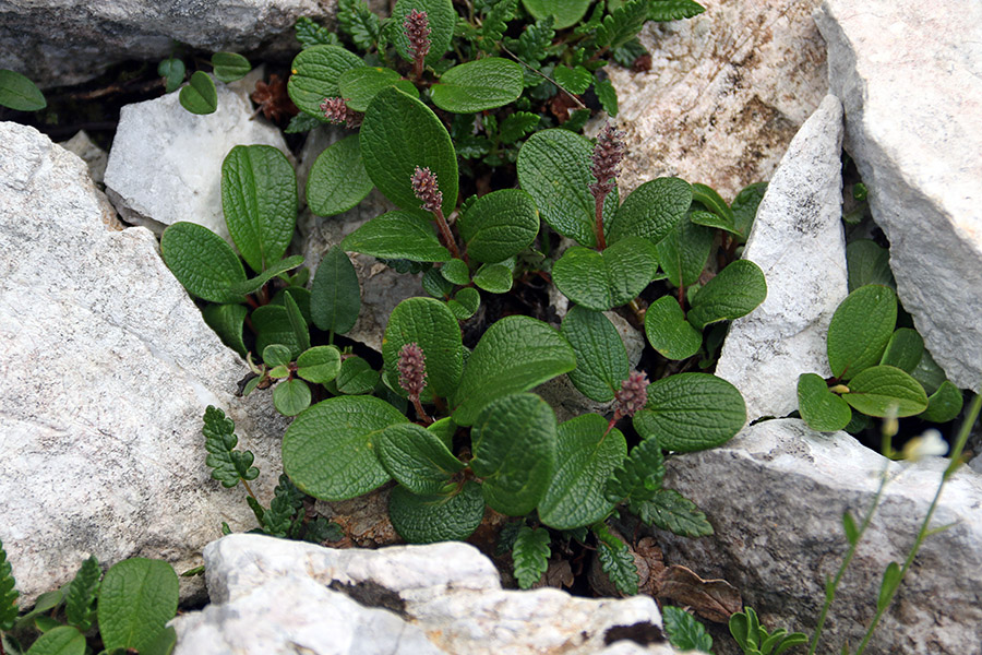 Mrežolistna vrba
Bil vesel novega rastišča. Pot na Črno prst s planine Osredki.
Ključne besede: mrežolistna vrba salix reticulata