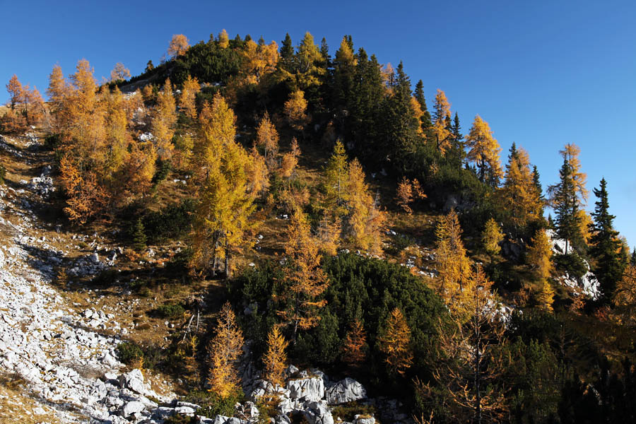 Svet macesnov
Nad planino Klek na področju Paradiža.
Ključne besede: klek planina pokljuka debela peč paradiž