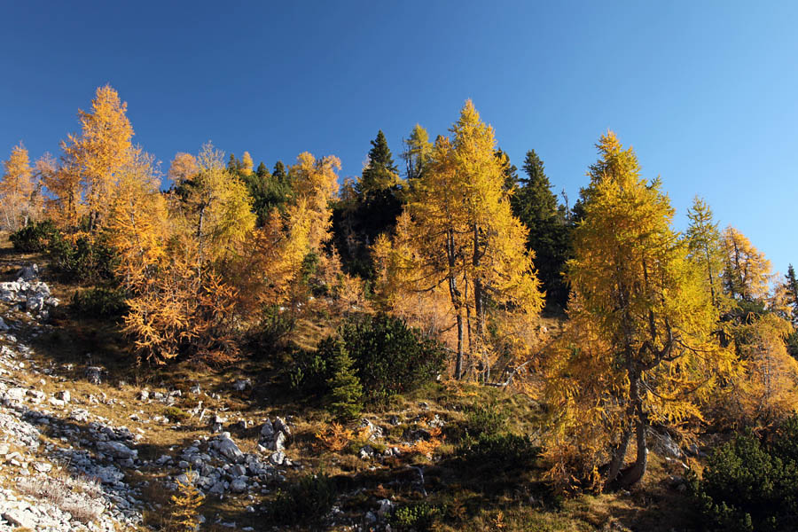 Svet macesnov V.
Macesni pod Paradižem.
Ključne besede: klek planina pokljuka debela peč