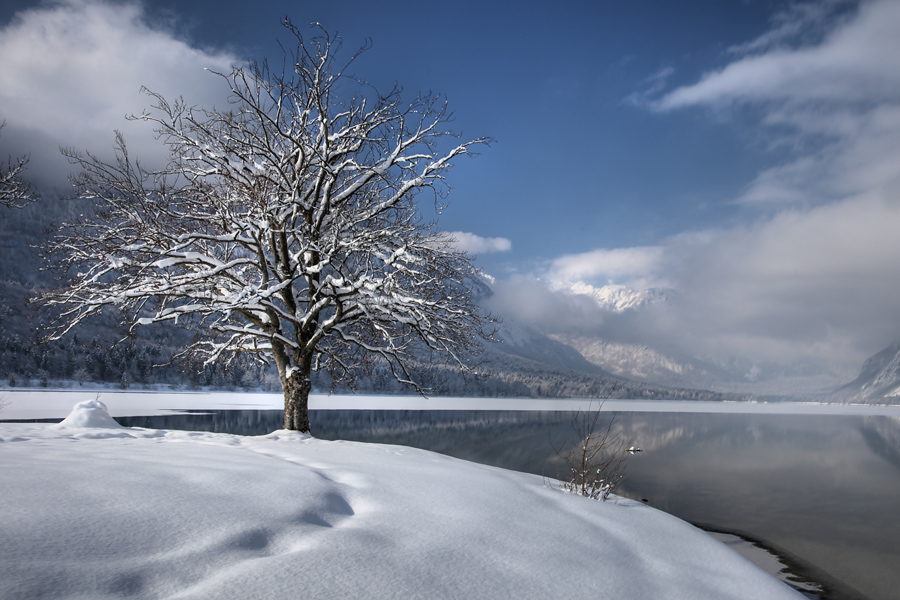 Zima VI.
Znamenito drevo v Fužinarskem zalivu.
Ključne besede: bohinjsko jezero