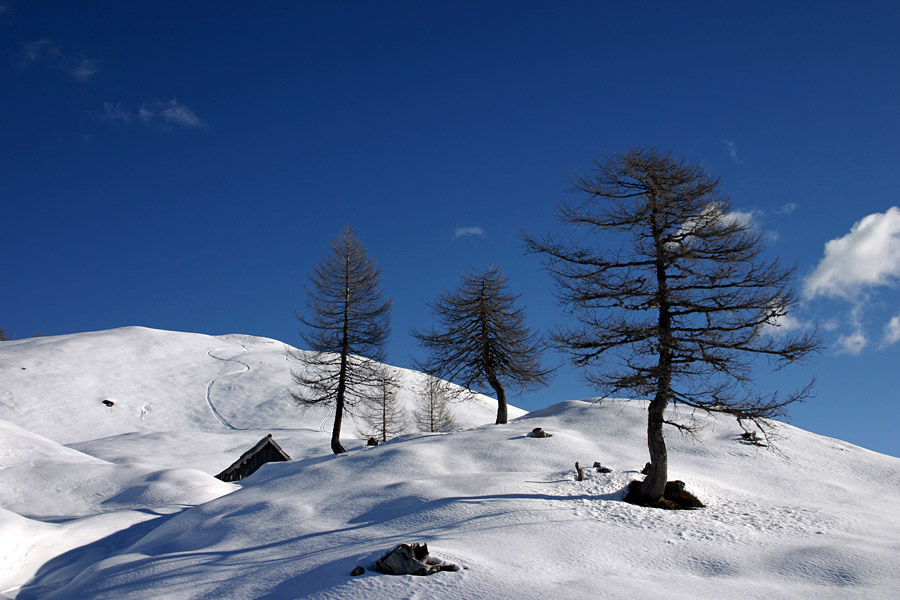 Na Krstenici
Macesni na planini Krstenica.
Ključne besede: planina krstenica