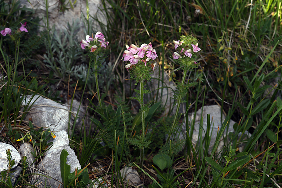Mayerjev ušivec
Šele pred kratkim odkrita roža Mayerjev ušivec. Je endemit Juvzhodnih alp.
Ključne besede: mayerjev ušivec pedicularis x mayeri