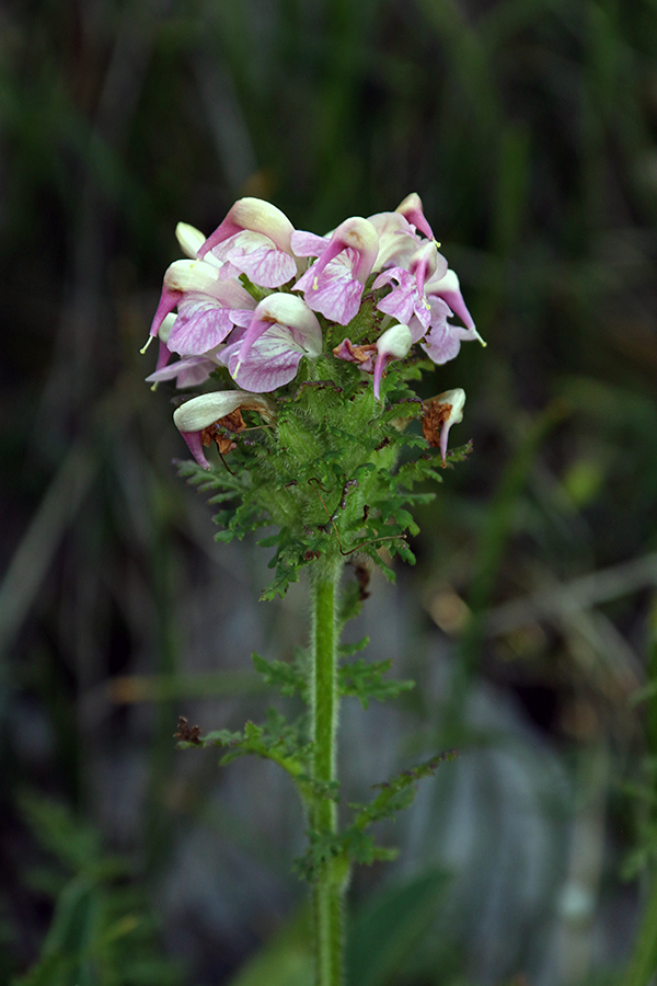 Mayerjev ušivec
Šele pred kratkim odkrita roža Mayerjev ušivec. Je endemit Jugovzhodnih alp. 
Ključne besede: mayerjev ušivec pedicularis x mayeri