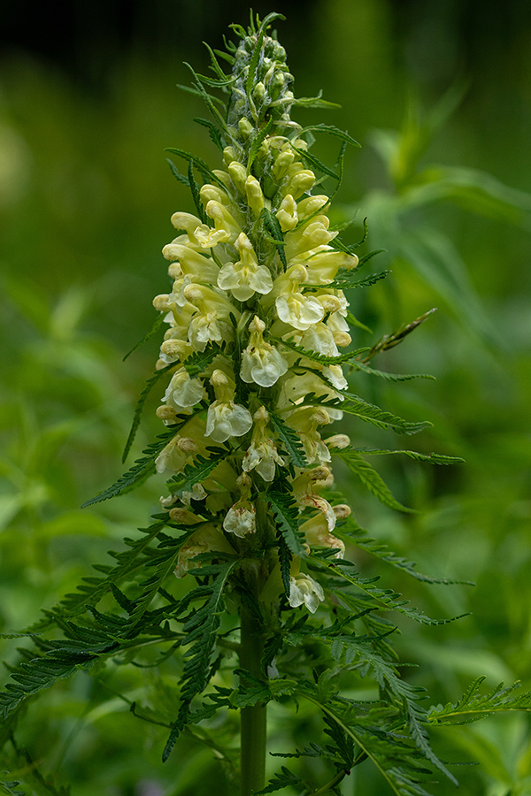 Hacquetov ušivec Pedicularis hacquetii
Hacquetov ušivec.
Ključne besede: hacquetov ušivec pedicularis hacquetii