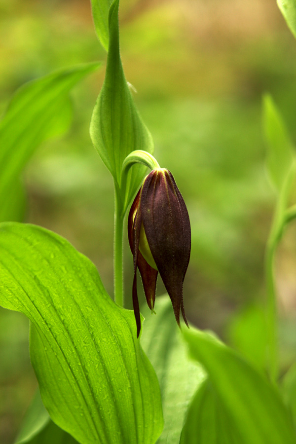 Pred razcvetom
Še ne povsem odprti lepi čeveljc (Cypripedium calceolus). Soteska v Bohinju.
Ključne besede: lepi čeveljc cypripedium calceolus