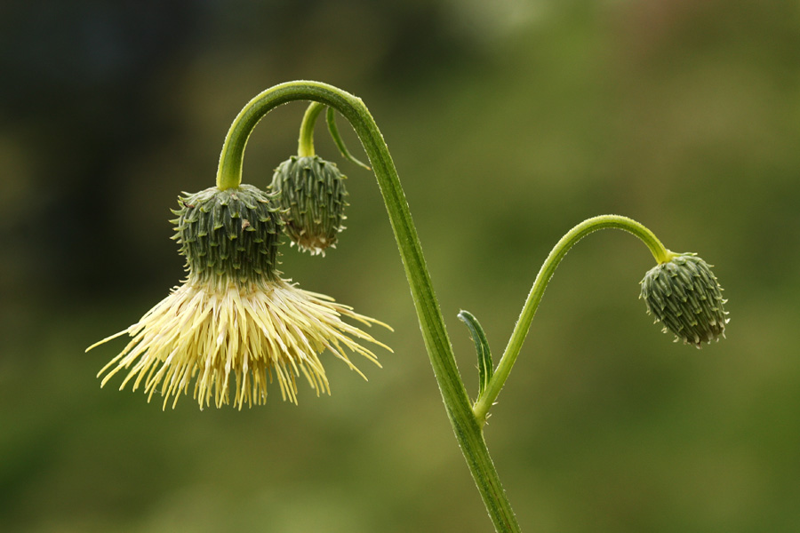 Lepki osat
Lepki osat na Baškem sedlu.
Ključne besede: lepki osat cirsium erisithales