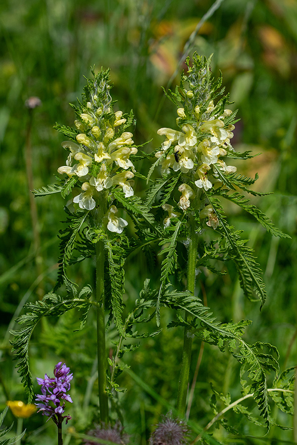 Hacquetov ušivec
Hacquetov ušivec.
Ključne besede: hacquetov ušivec pedicularis hacquetii