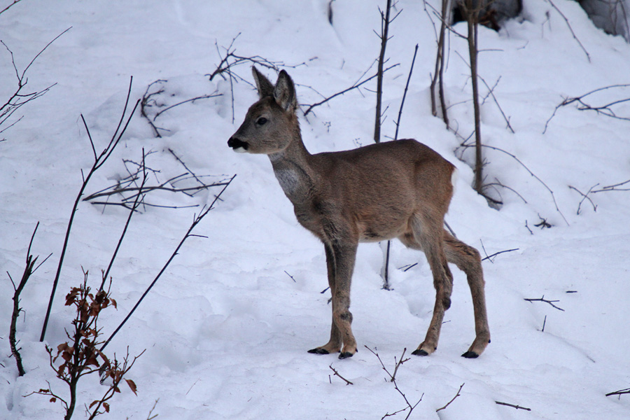 Mlada srnica II.
Mlada srnica.
Ključne besede: srna capreolus capreolus