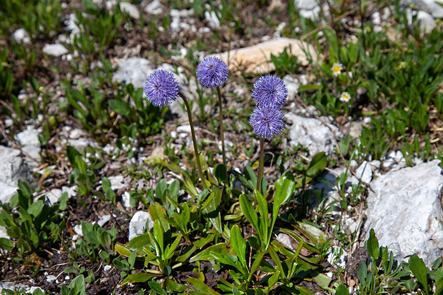 Golostebelna mračica
Golostebelna mračica.
Ključne besede: golostebelna mračica globularia nudicaulis
