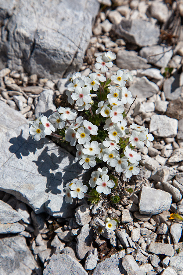 Kuštravi oklep
Kuštravi oklep na Konjskem vrhu.
Ključne besede: kuštravi oklep androsace villosa