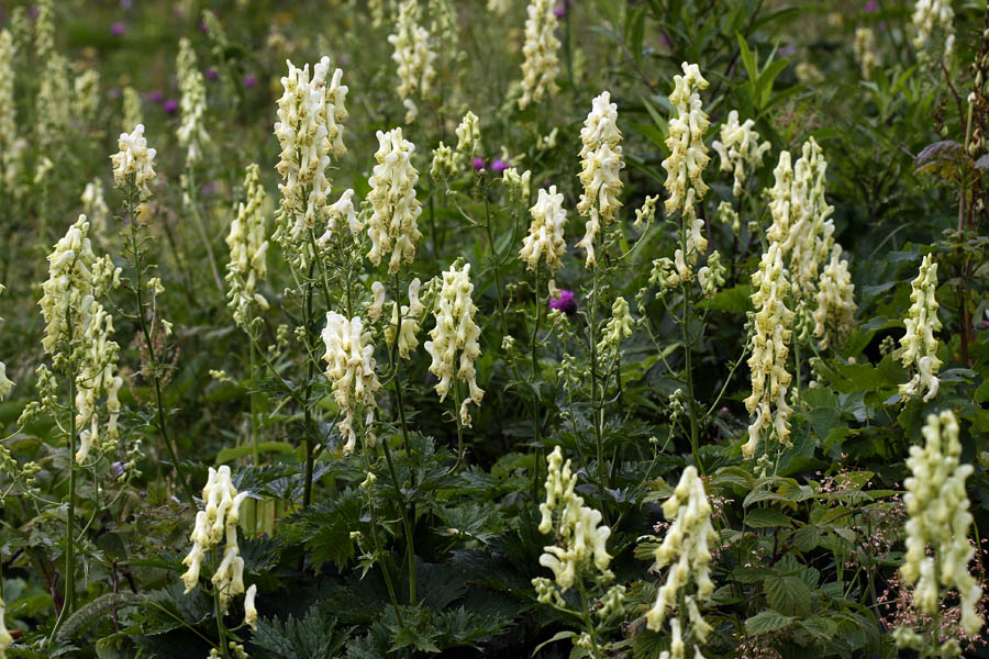 Rumene preobjede
Ozkočeladaste preobjede na Baškem sedlu.
Ključne besede: ozkočeladasta preobjeda aconitum lycoctonum subsp. lycoctonum