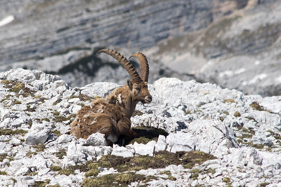 Kozorog
Kozorog pri počitku.
Ključne besede: kozorog capra ibex ibex