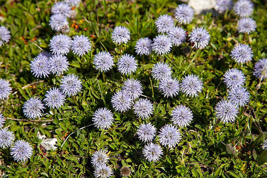 Srčastolistna mračica
Srčastolistna mračica.
Ključne besede: srčastolistna mračica globularia cordifolia