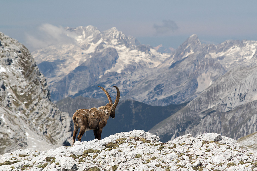 Kozorog
Kozorog pa lula ...
Ključne besede: kozorog capra ibex ibex