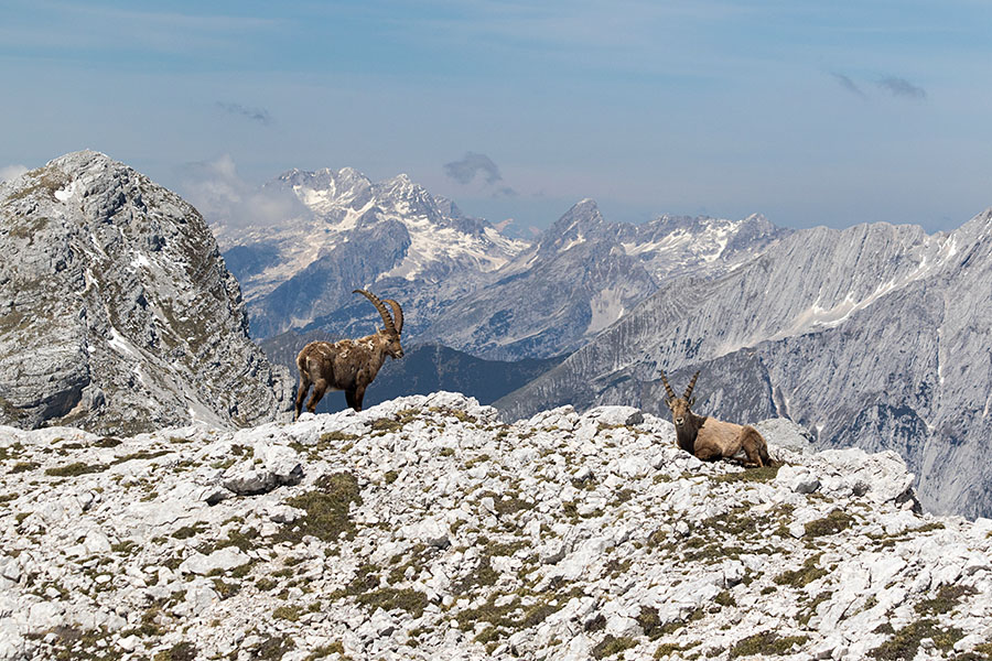 Kozorog
Kozorog.
Ključne besede: kozorog capra ibex ibex