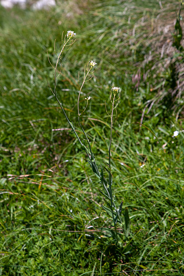 Malocvetni repnjak
Malocvetni repnjak.
Ključne besede: malocvetni repnjak arabis pauciflora