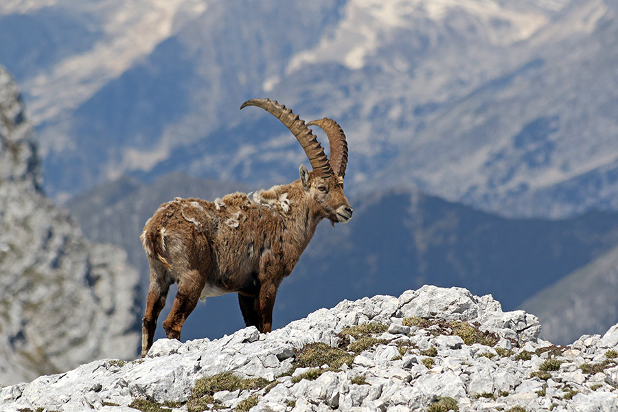 Kozorog
Kozorog.
Ključne besede: kozorog capra ibex ibex