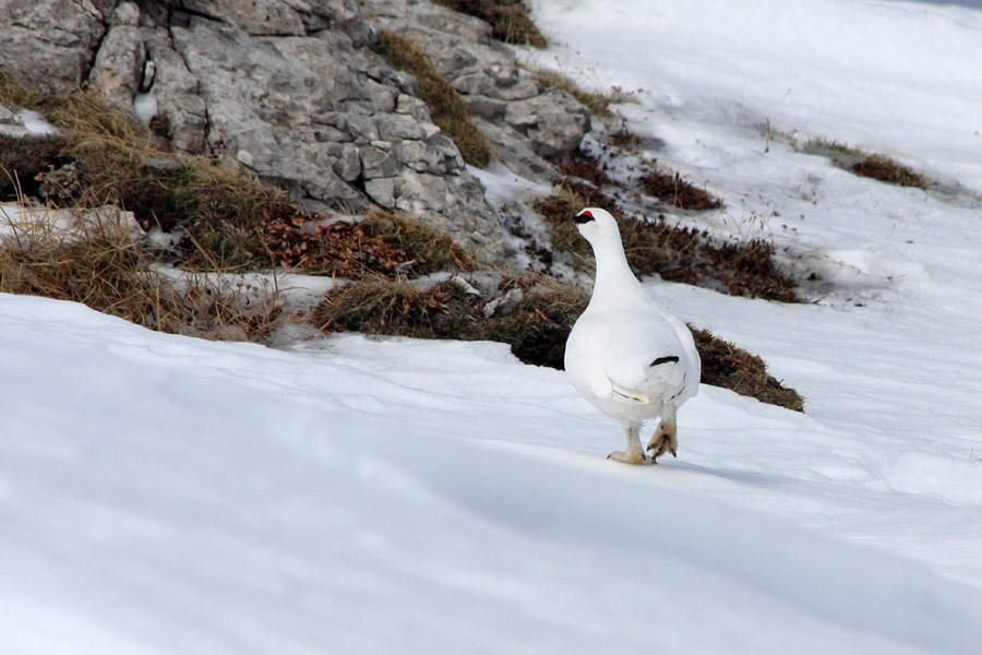Belka na sprehodu
Belka pri sprehodu nekje med Srednjim vrhom in Lanževico. Zaradi varovalne barve jo je težko opaziti, se pa včasih zelo hecno in glasno oglaša.
Ključne besede: belka lagopus muta