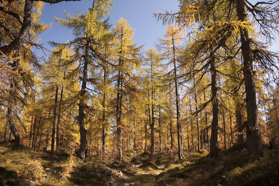 Svet macesnov I.
Pot skoti macesnov gozd s planine Klek na Debelo peč.
Ključne besede: klek planina pokljuka debela peč