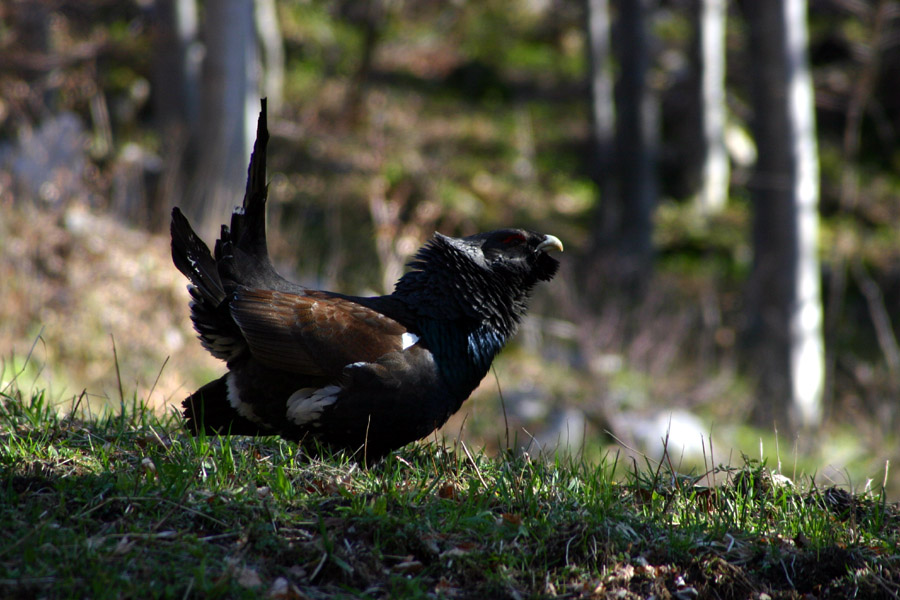Divji petelin
Glede na populjena peresa na repu bi rekel da se rad tepe.
Ključne besede: kobla divji petelin tetrao urogallus