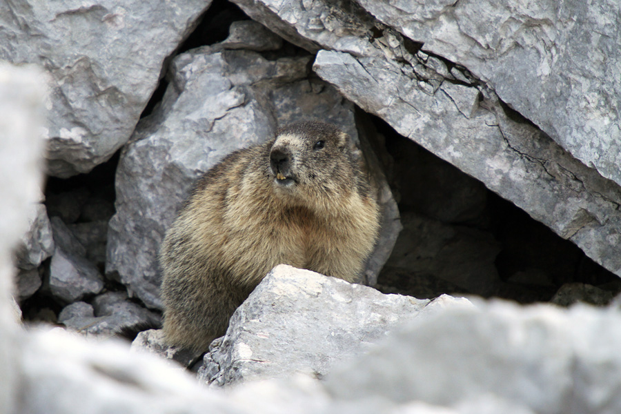 Svizec II.
Svizec pred svojim domom.
Ključne besede: alpski svizec 	marmota marmota