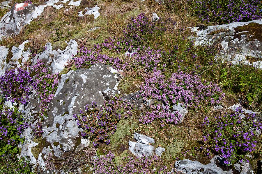 Materina dušica in alpski čober ozr. šetrajnik
Pisani skalnjak na planini Osredki.
Ključne besede: materina dušica thymus vulgaris alpski čober šetrajnik acinos alpinus