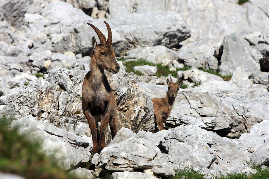 Pejd ti ta prva
Kaj pa ta stric hoče? Ob poti proti Staničevem domu.
Ključne besede: kozorog capra ibex ibex