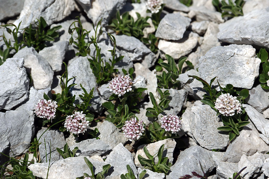 Nizka špajka
Nizka špajka na Vršakih.
Ključne besede: nizka špajka valeriana supina