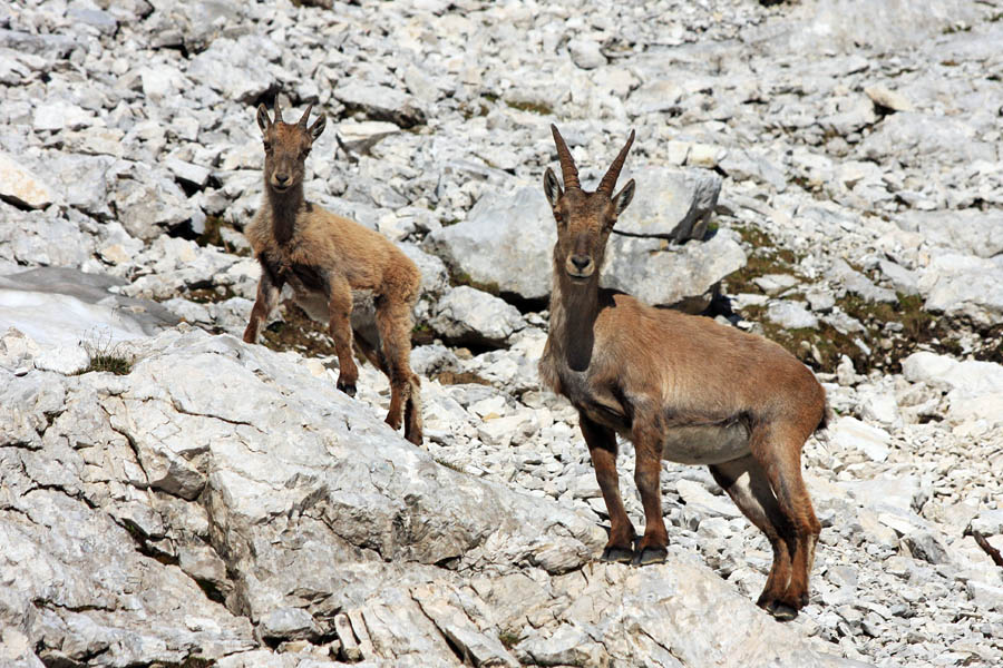 Del družine
Zanimivo da samcev ni. Ponavadi samevajo še višje na skalnih policah. Ob poti proti Staničevi koči.
Ključne besede: kozorog capra ibex ibex