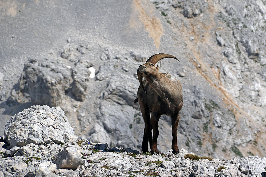 Srbi ...
Srbi ...
Ključne besede: kozorog capra ibex ibex