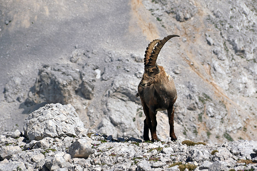 Kozorog
Kozorog na Vršakih.
Ključne besede: kozorog capra ibex ibex