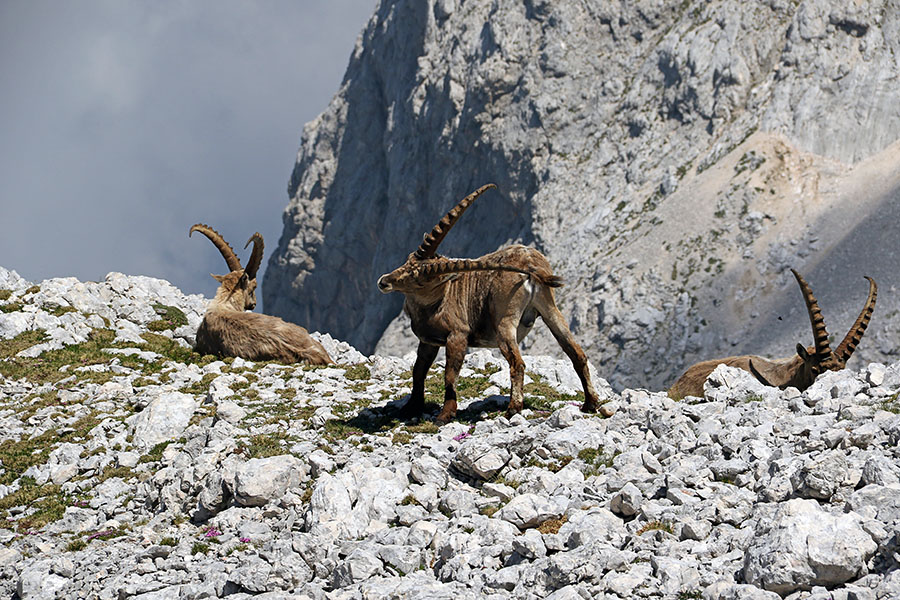 Kozorogi
Dolgo rogovje očitno največ služi za praskanje ...
Ključne besede: kozorog capra ibex ibex