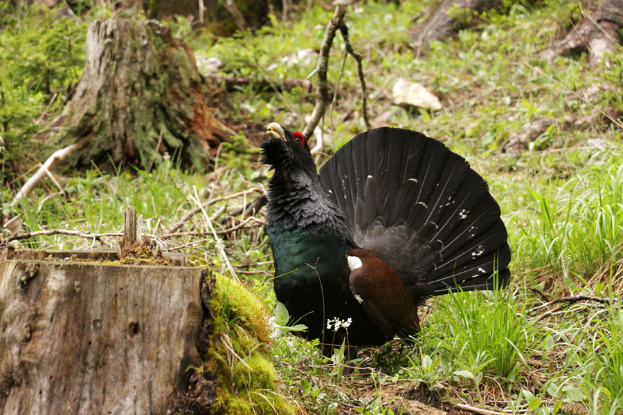 Divji petelin V.
Med štori.
Ključne besede: divji petelin tetrao urogallus