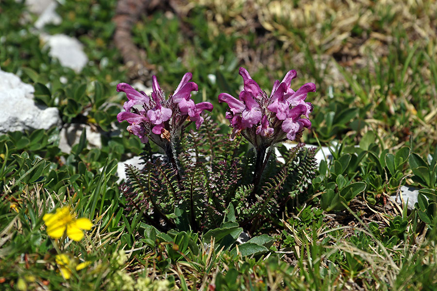 Rožnati ušivec
Rožnati ušivec na Vršakih.
Ključne besede: rožnati ušivec pedicularis rosea