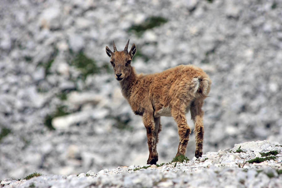 Mladiček
Še malo bolj skuštran mladič kozoroga. Pod Vrbanovo špico.
Ključne besede: kozorog capra ibex ibex