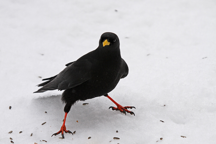 Kavka v dolini
Planinska kavka na domačem vrtu.
Ključne besede: planinska kavka pyrrhocorax graculus