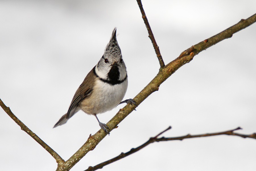 Čopasata sinica III.
Sinička z značilno čopko.
Ključne besede: čopasta sinica lophophanes cristatus