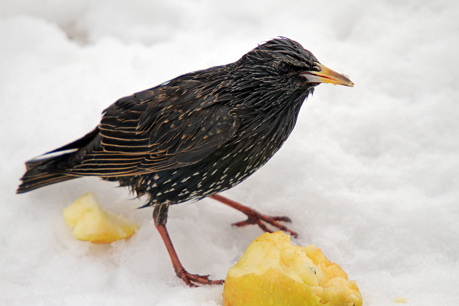 Škorec
Trenutno imamo na vru pravo invazijo škorcev. Ta je posnet v dežju.
Ključne besede: škorec sturnus vulgaris