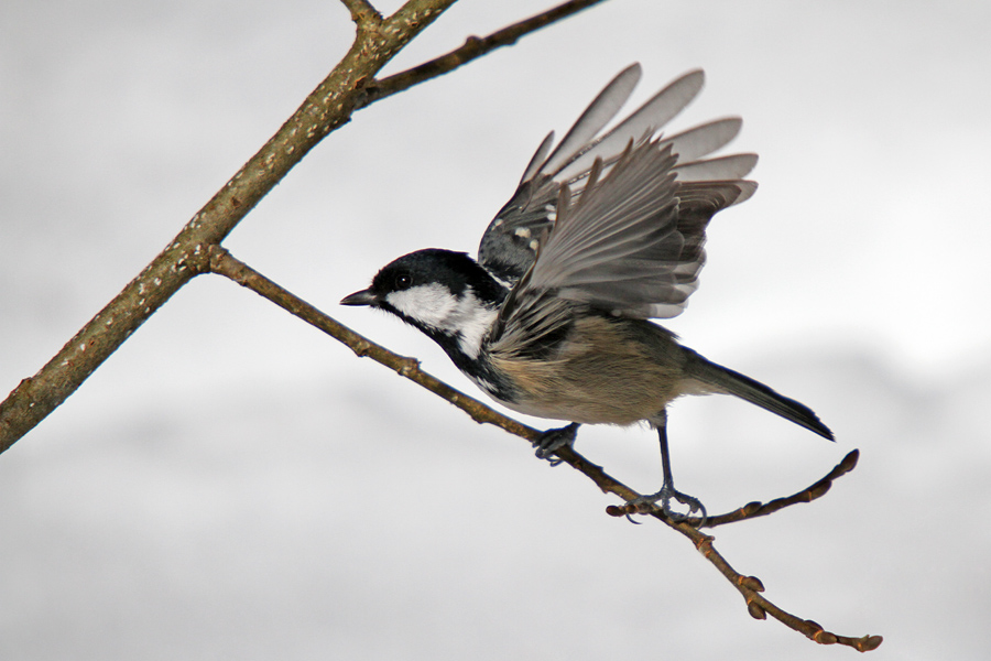 Menišček pri vzletu
Menišček pri vzletu
Ključne besede: menišček periparus ater