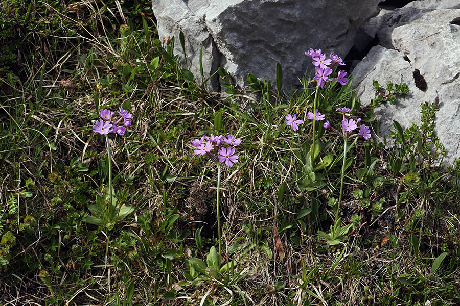 Dolgocvetni jeglič
Tudi dolgocvetnega jegliča sva se danes nagledala.
Ključne besede: dolgocvetni jeglič primula halleri
