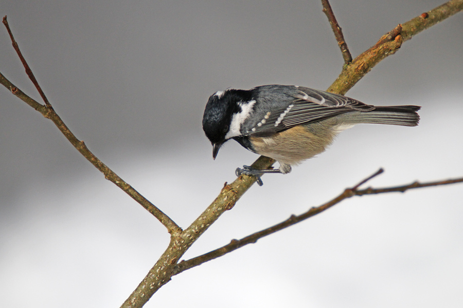 Menišček I.
Menišček je majhna a precej predrzna ptica.
Ključne besede: menišček periparus ater