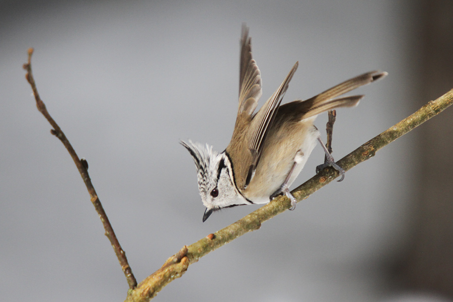 Čopasta sinica IV.
Čopasta sinica.
Ključne besede: čopasta sinica lophophanes cristatus